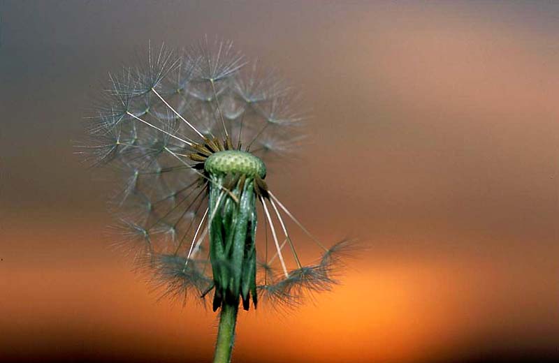 Pusteblume