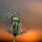 Pusteblume