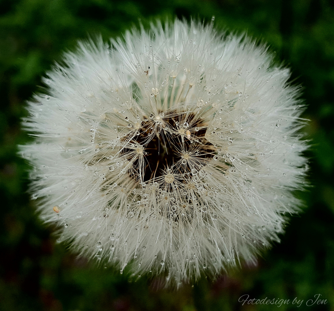 Pusteblume