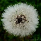 Pusteblume