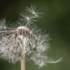 Pusteblume