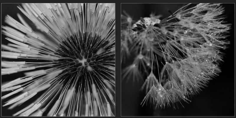 -pusteblume-