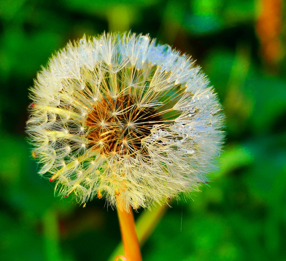 Pusteblume 