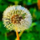 Pusteblume 