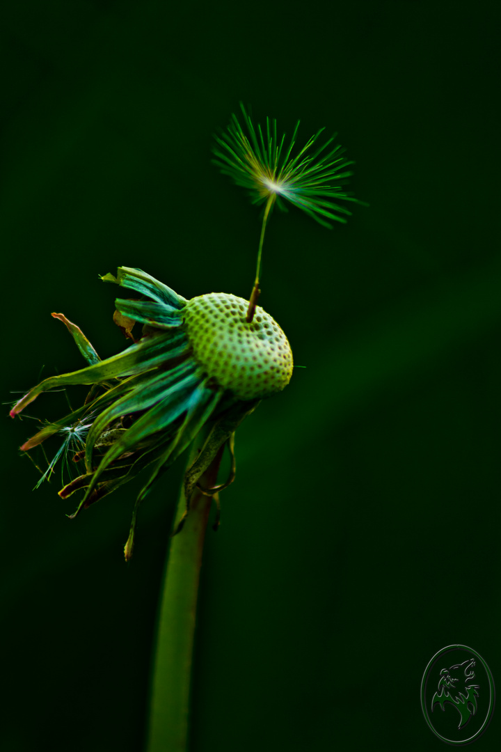 Pusteblume