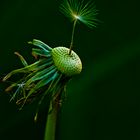 Pusteblume