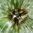 Pusteblume