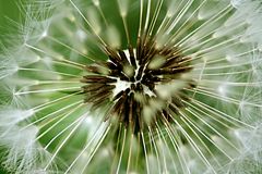 Pusteblume