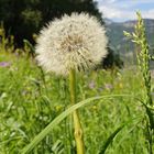 Pusteblume