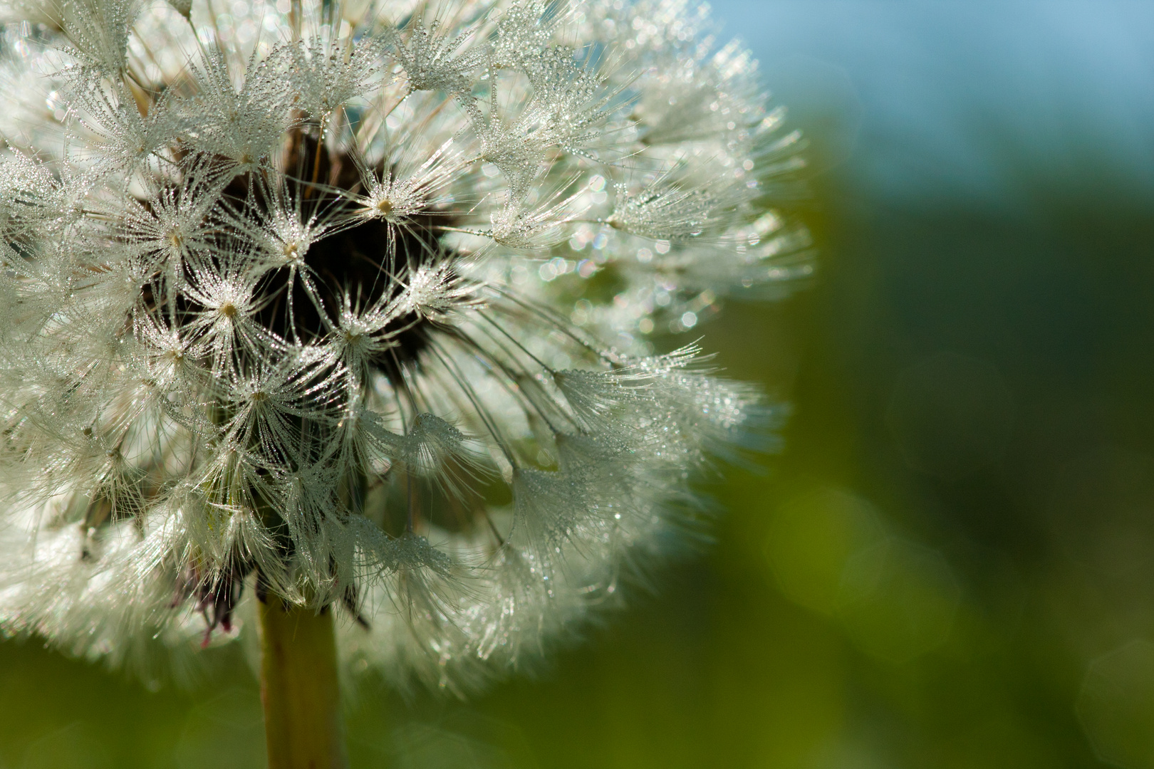 PUSTEBLUME