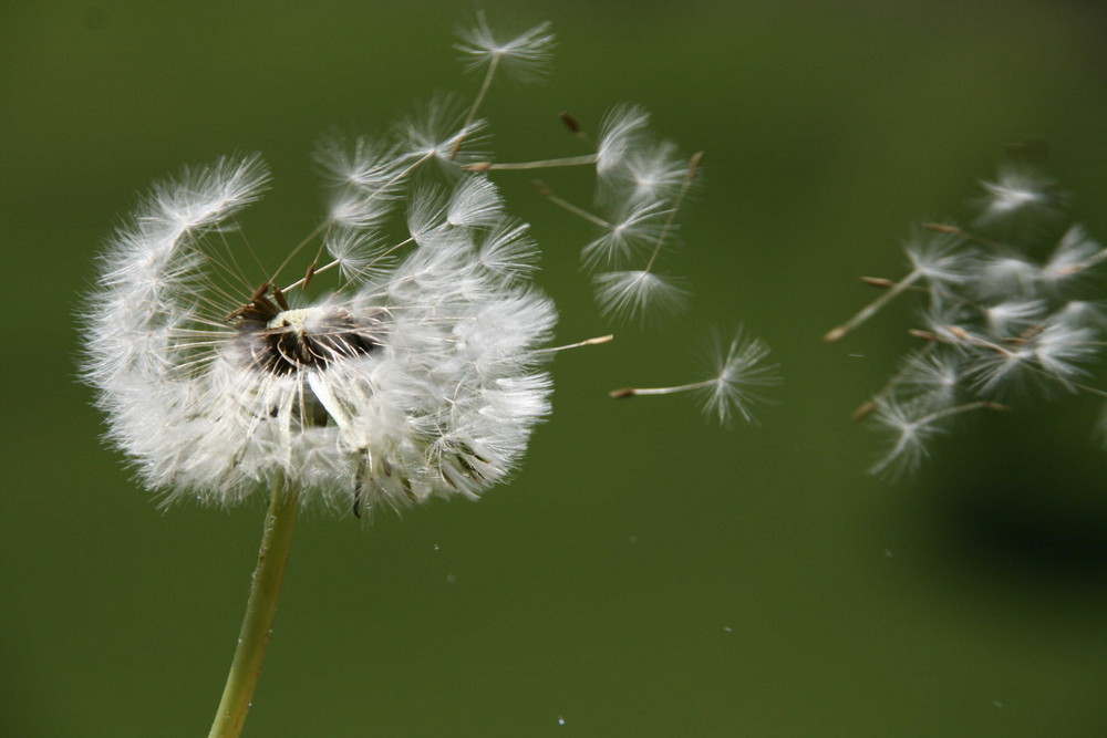 Pusteblume Foto & Bild | jahreszeiten, frühling, natur Bilder auf