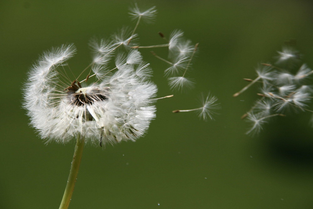 Pusteblume