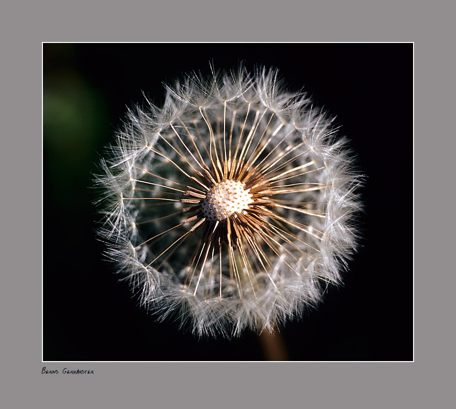 Pusteblume