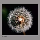 Pusteblume