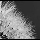 ...Pusteblume...