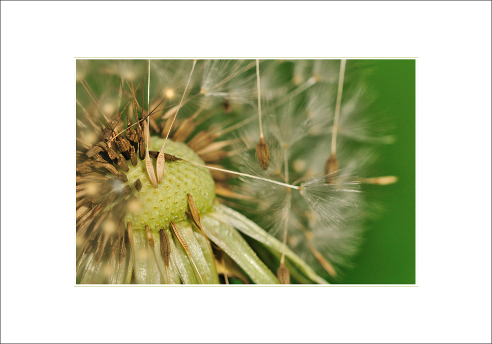 Pusteblume