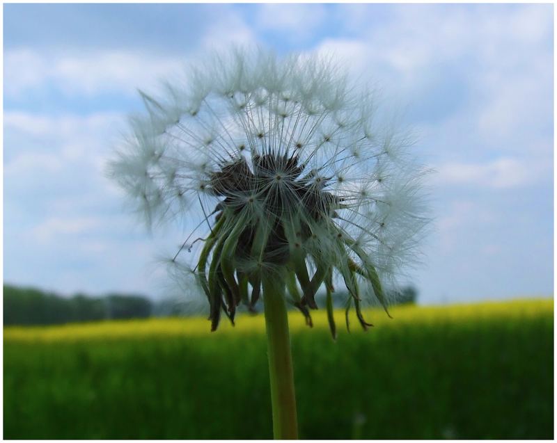 PUSTEBLUME