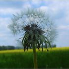 PUSTEBLUME