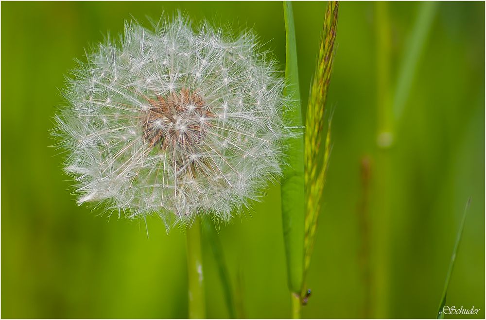 Pusteblume