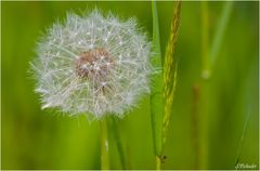 Pusteblume