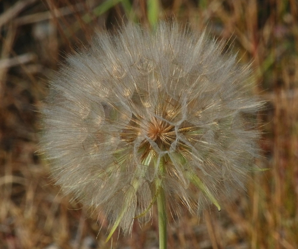 Pusteblume