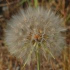 Pusteblume