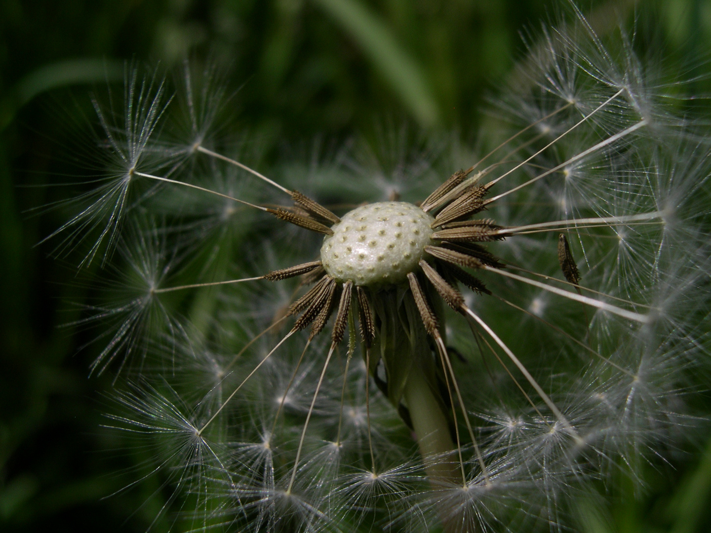 Pusteblume