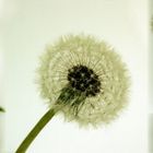 Pusteblume