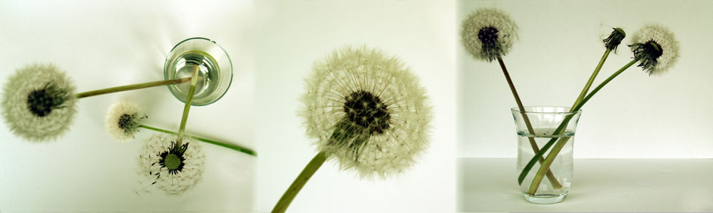 Pusteblume