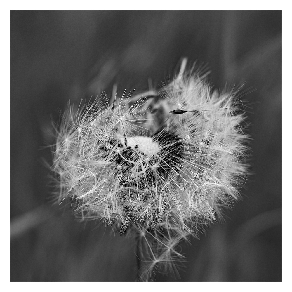 ...Pusteblume