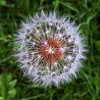 Pusteblume...