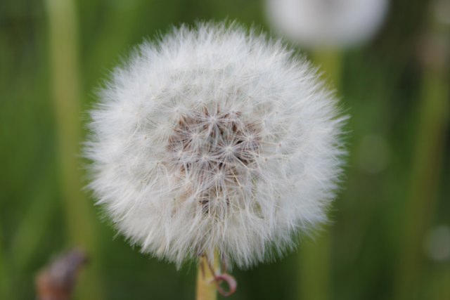 pusteblume