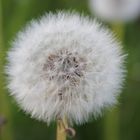 pusteblume