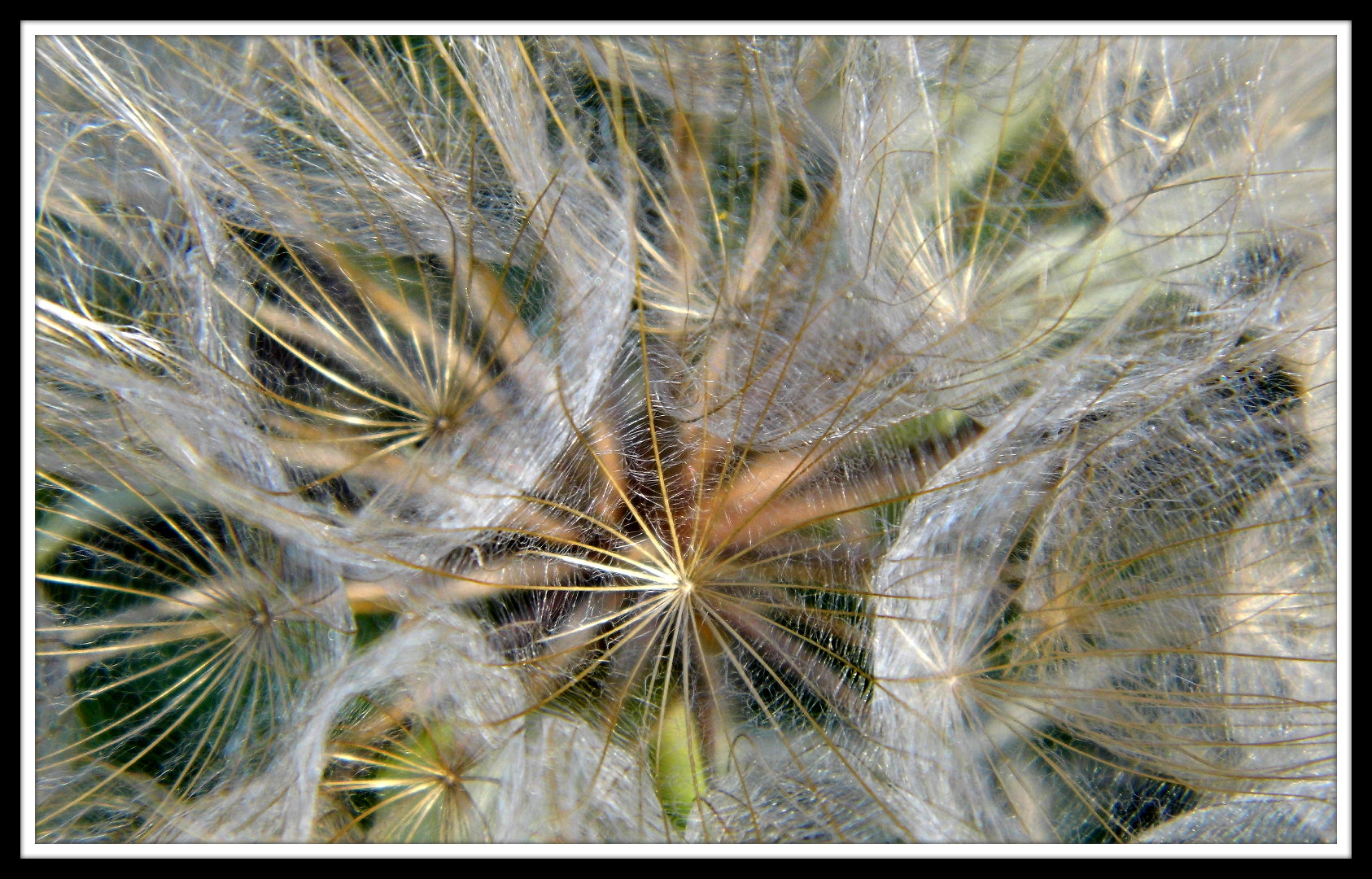 pusteblume