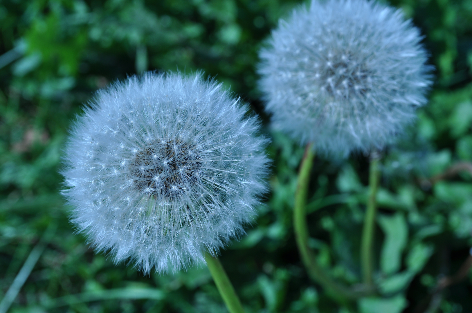 Pusteblume