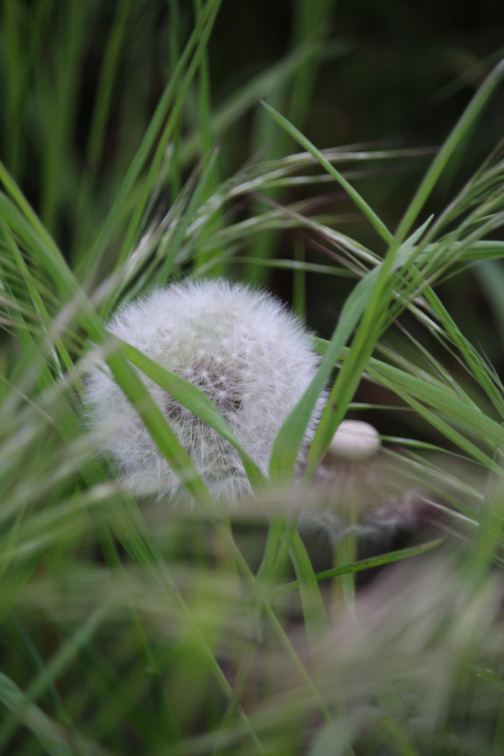 Pusteblume