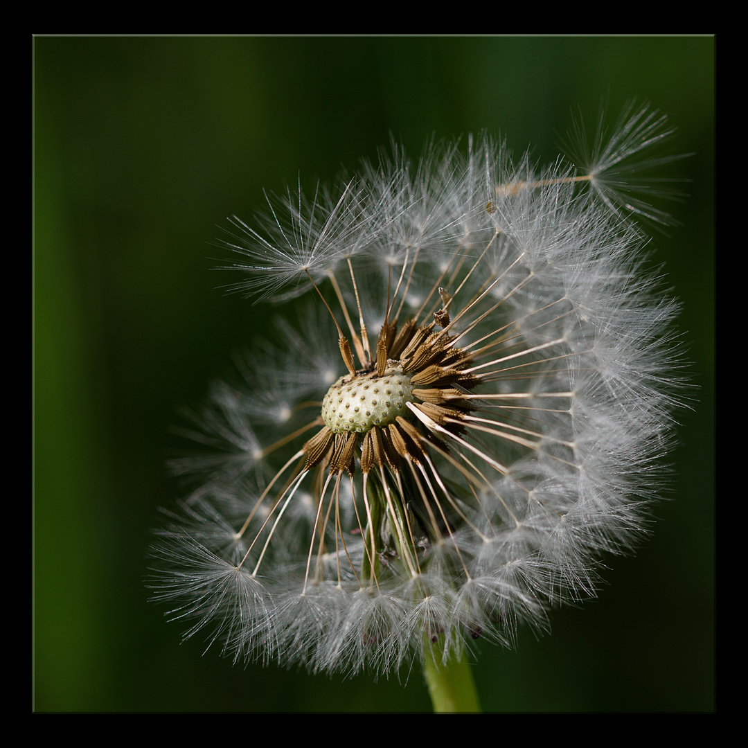 Pusteblume