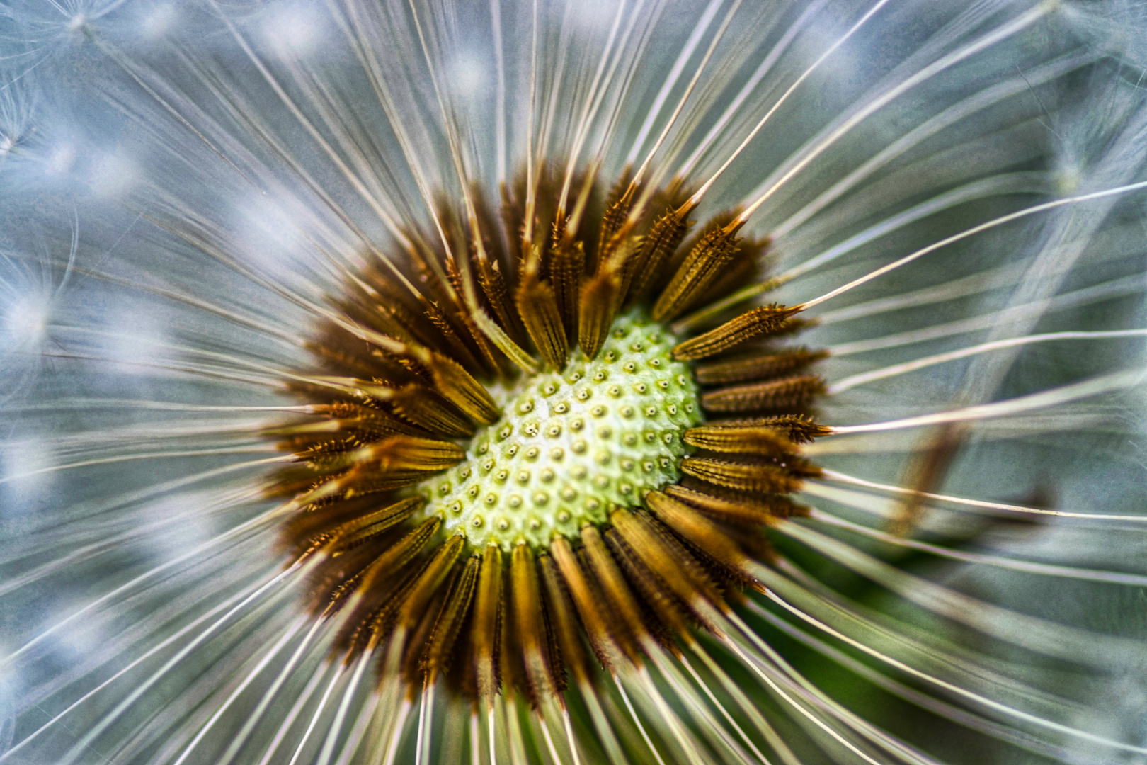 Pusteblume