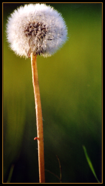 ~ Pusteblume ~