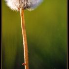 ~ Pusteblume ~