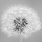 Pusteblume