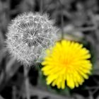 Pusteblume