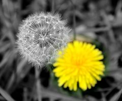 Pusteblume