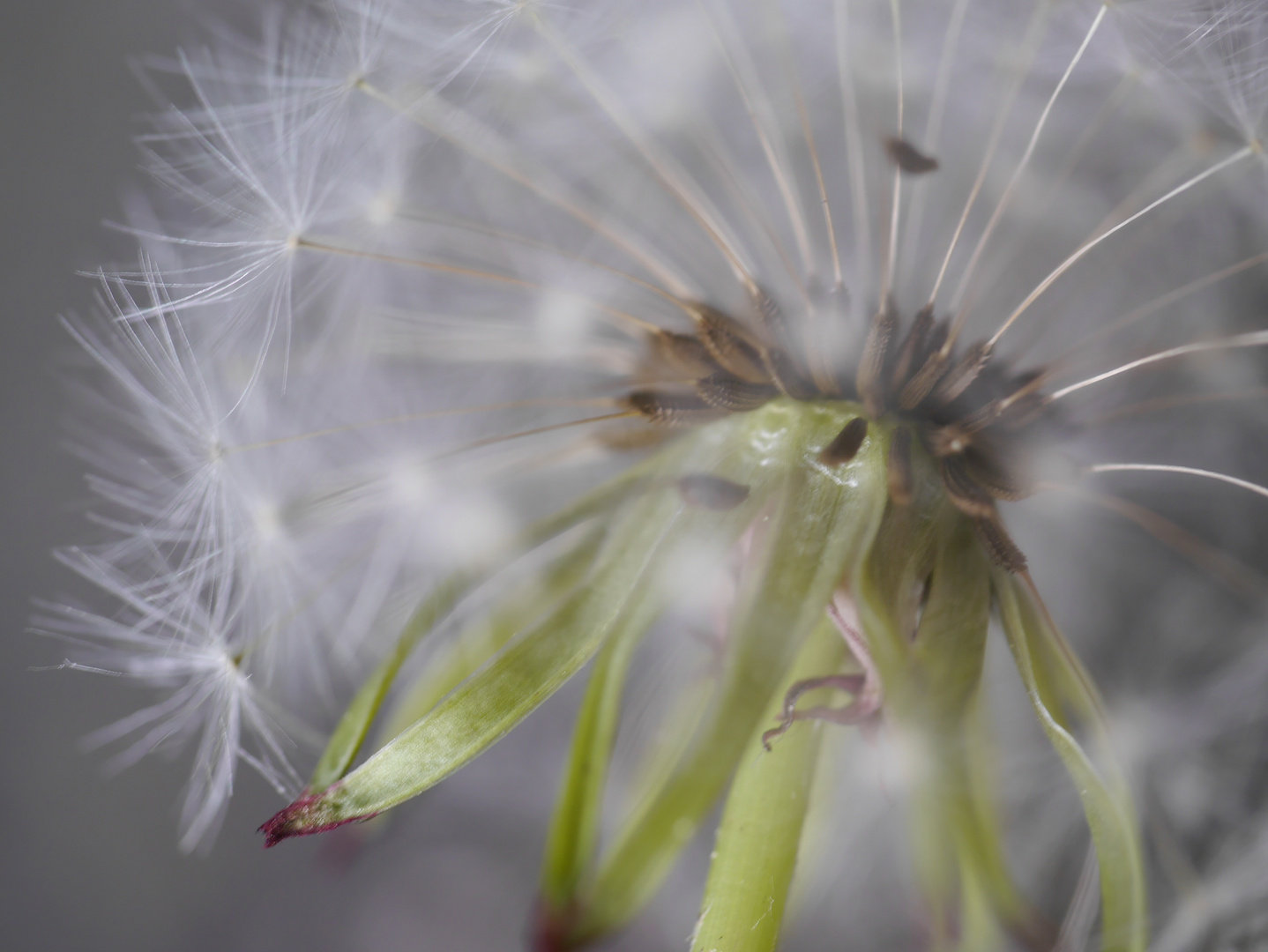 Pusteblume