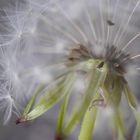 Pusteblume