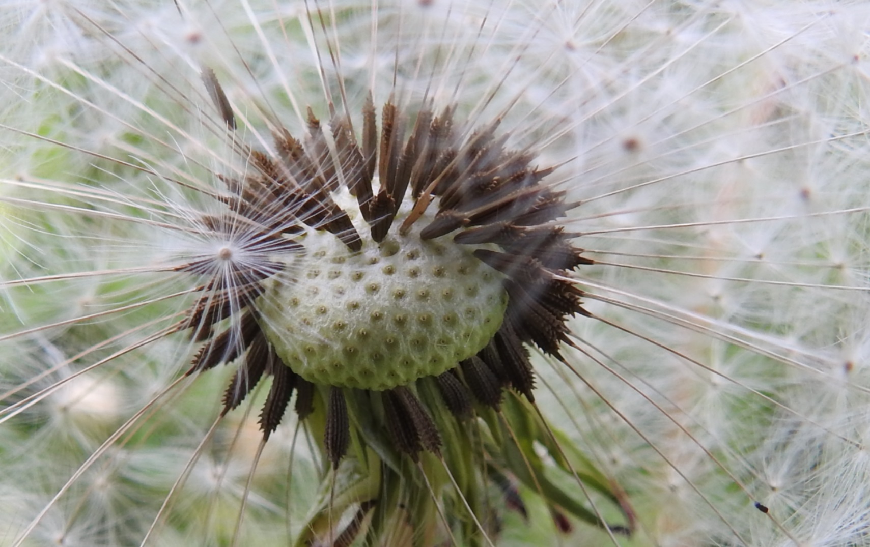 Pusteblume