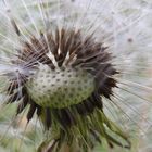 Pusteblume