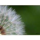 Pusteblume