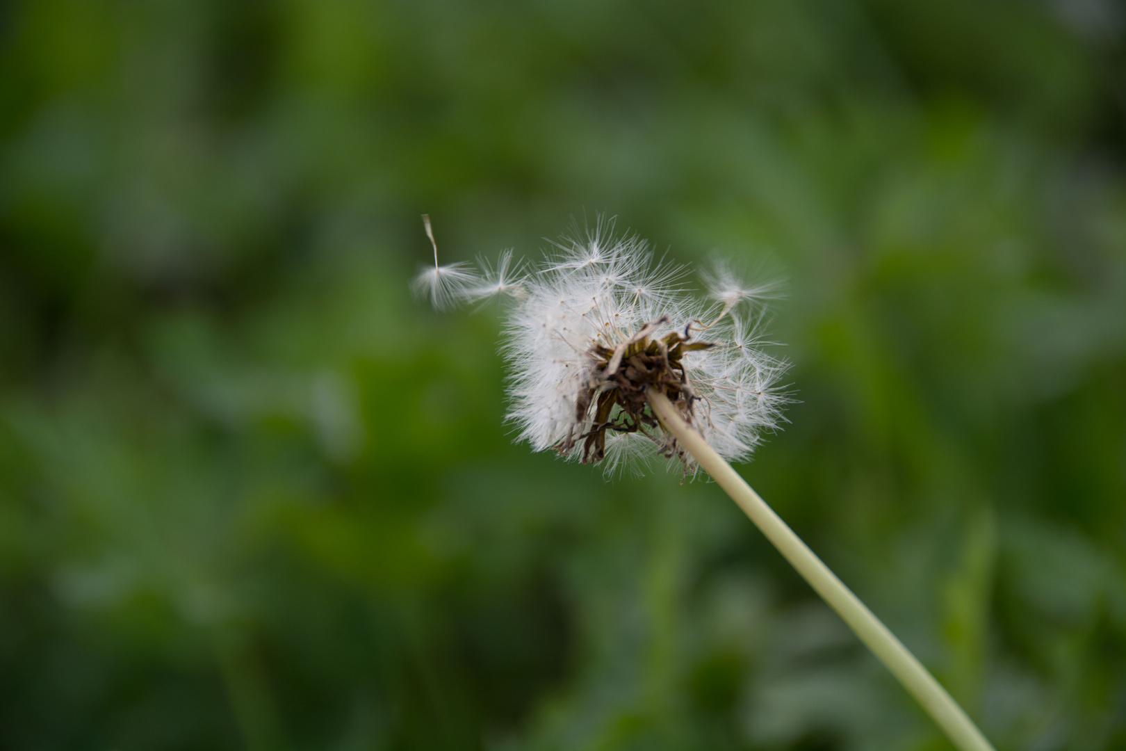 Pusteblume