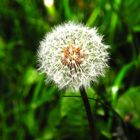 Pusteblume